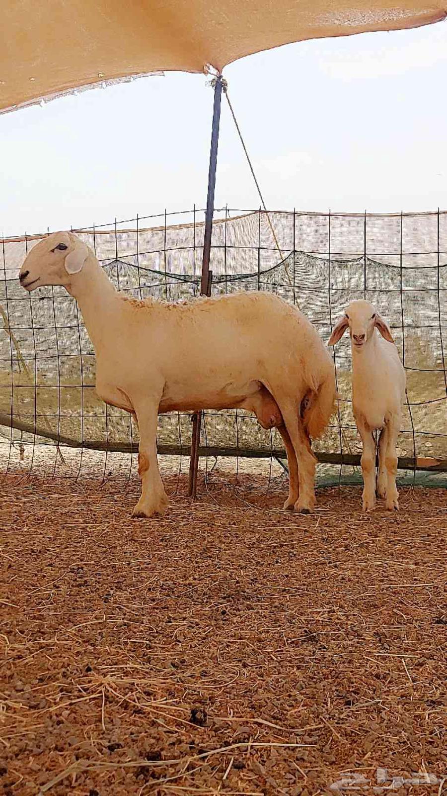 شاه صنف تحتها رخال64377049026177112