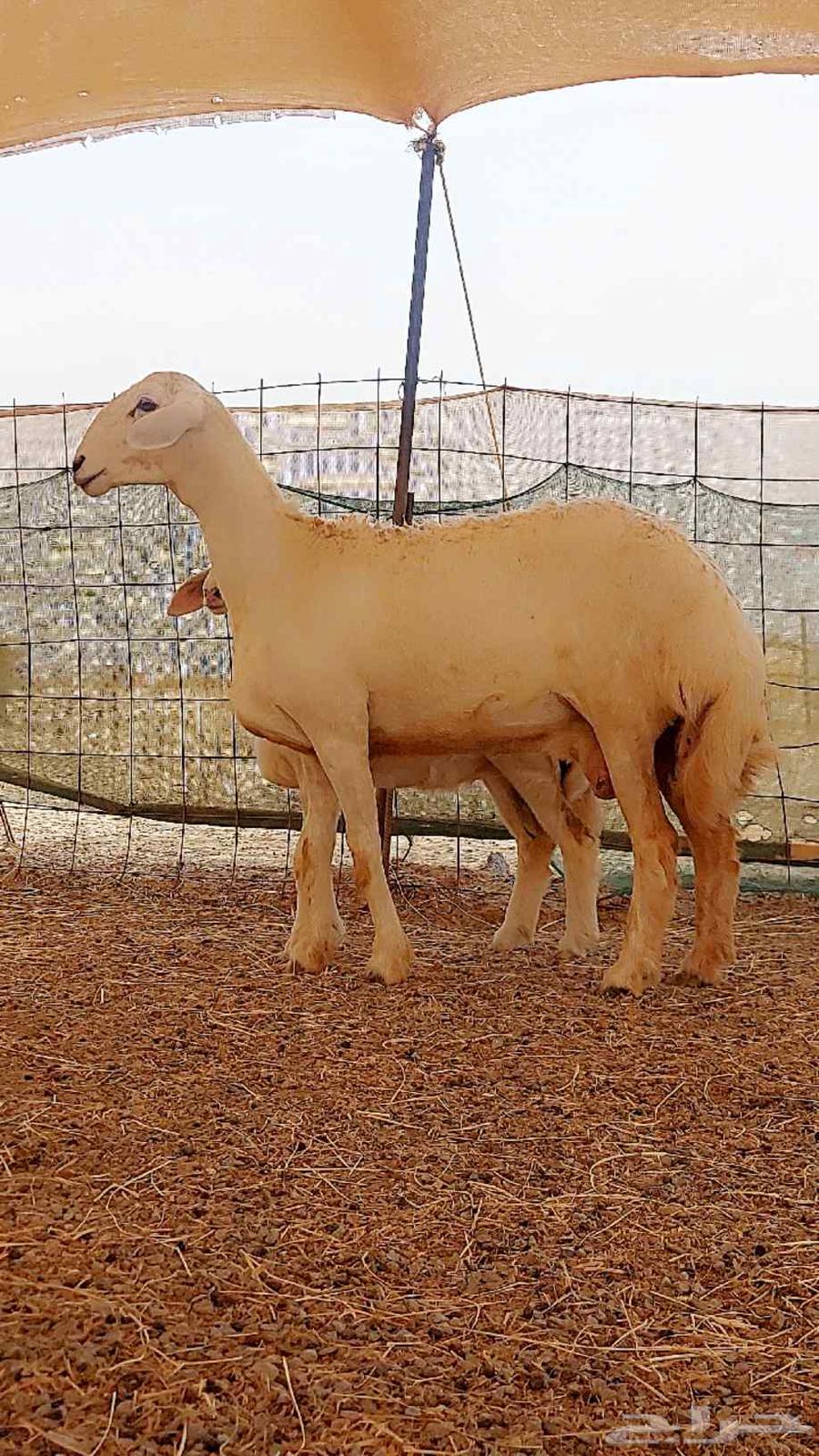 شاه صنف تحتها رخال64377049026177113