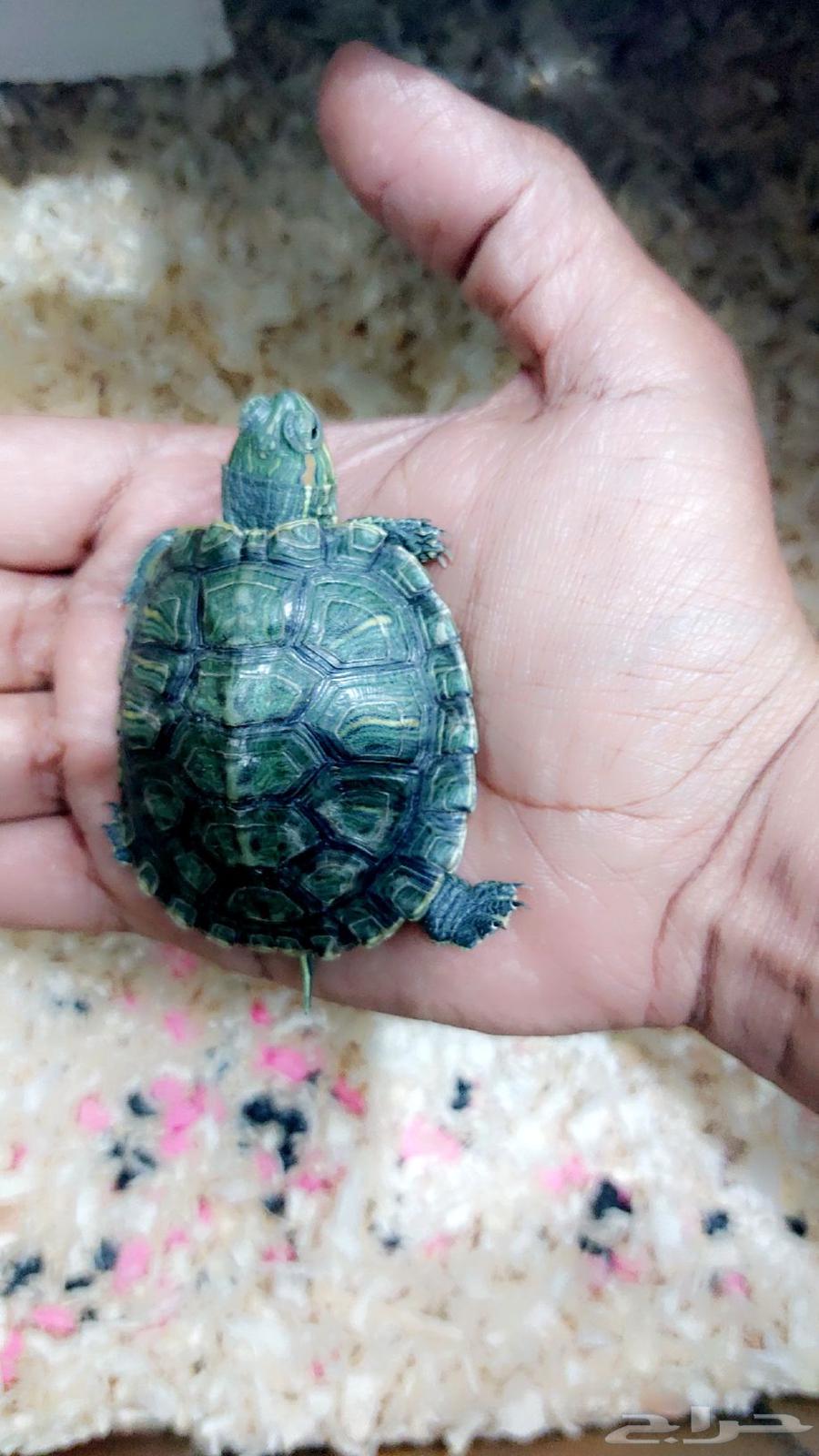سلاحف للبيع64382997726979111