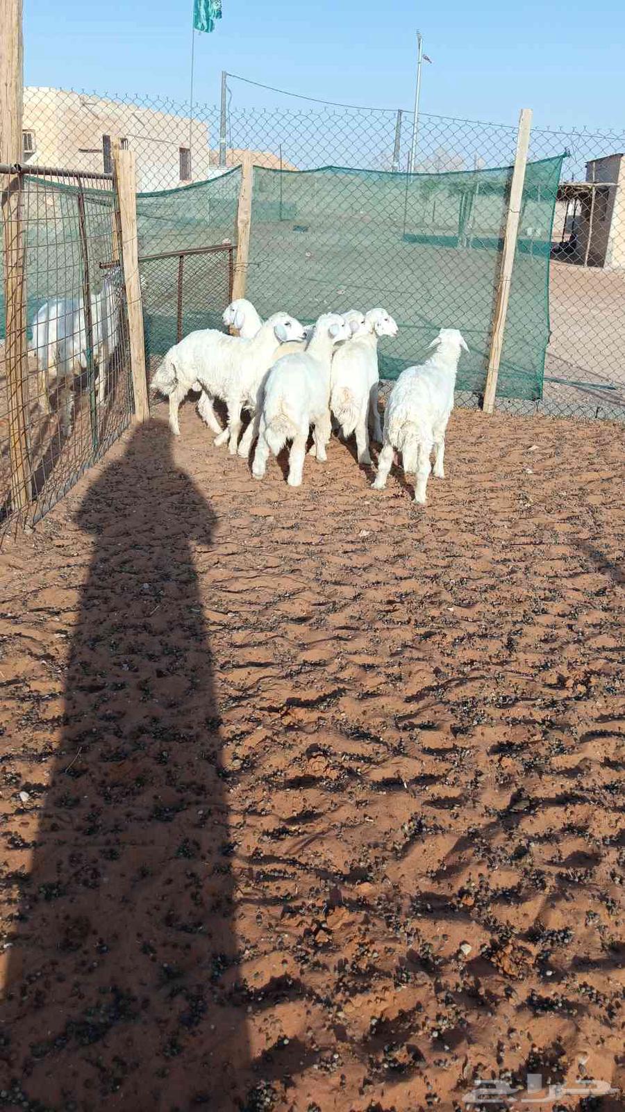 للبيع طليان العدد 664387592975873110