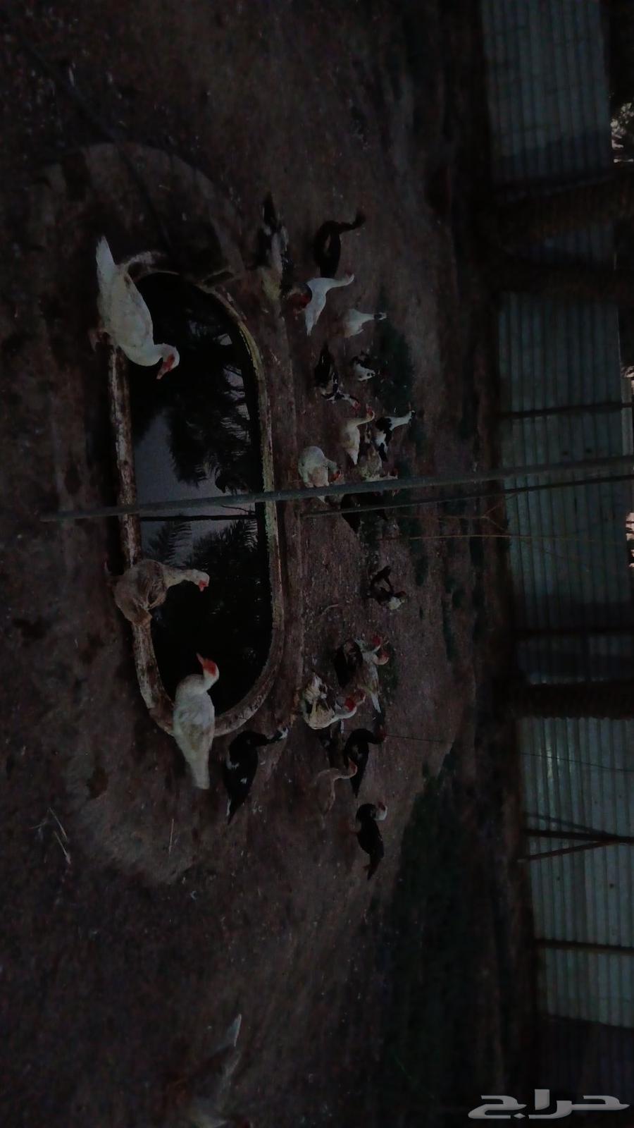 للبيع بط مصري 25 حبه64387759999617111