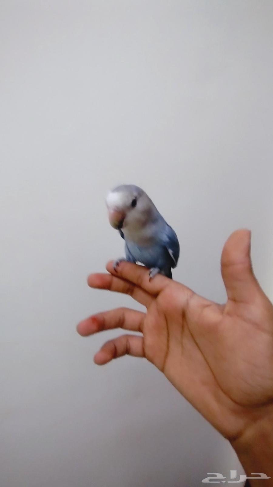 روز البيع64385775634178114