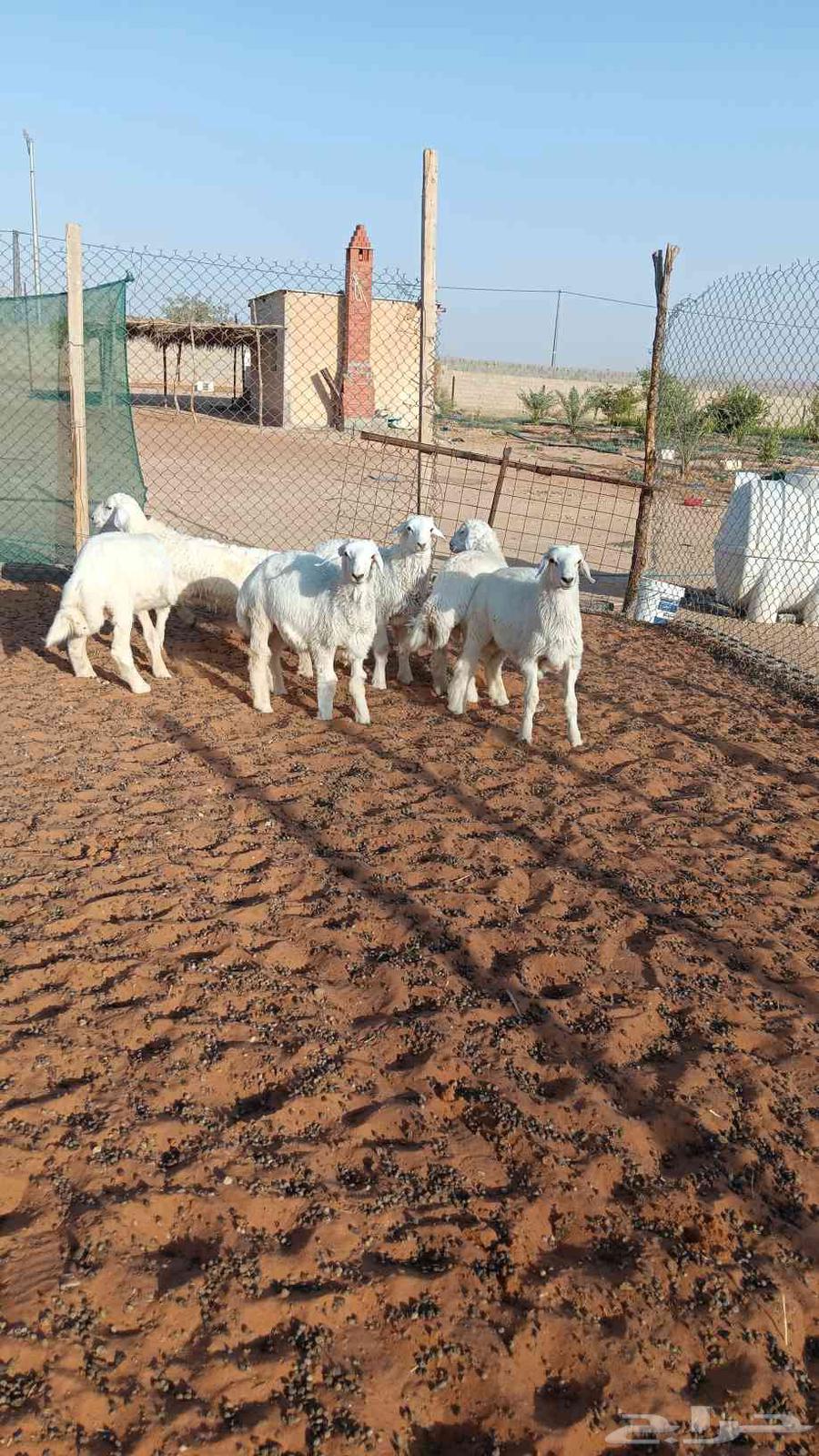 للبيع طليان العدد 664387592975873111