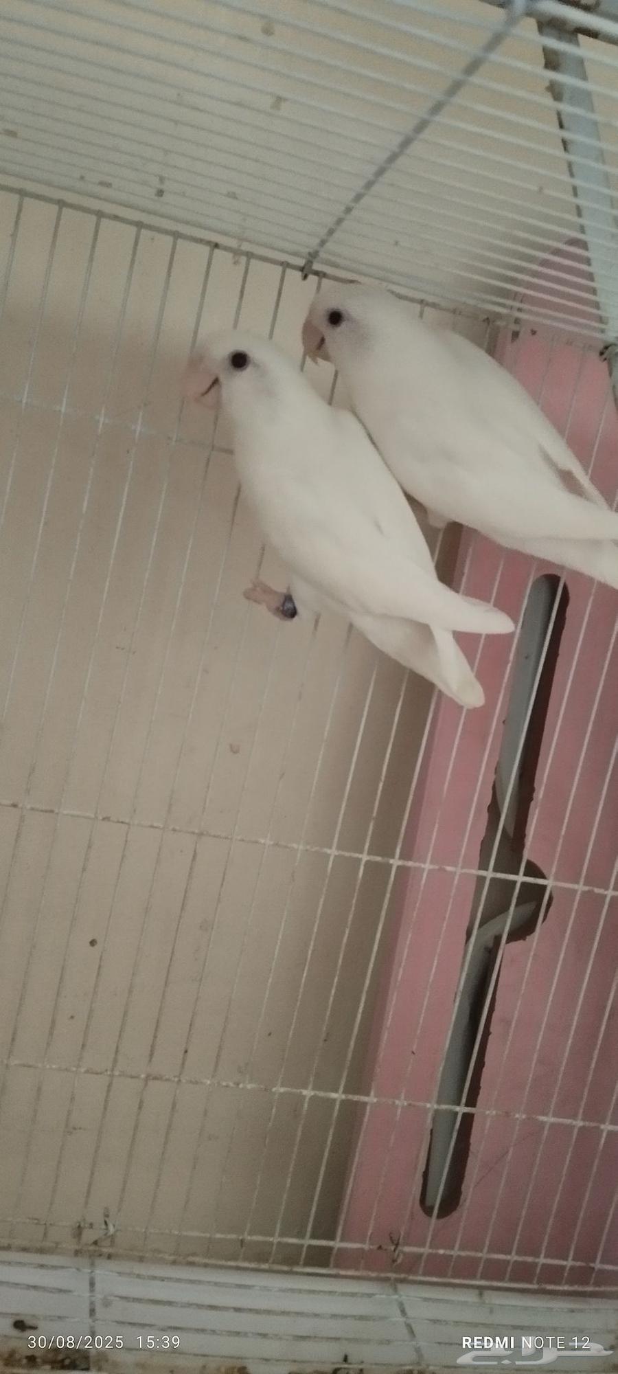 زوج روز ألبينو مع فرخهم64389654164225114