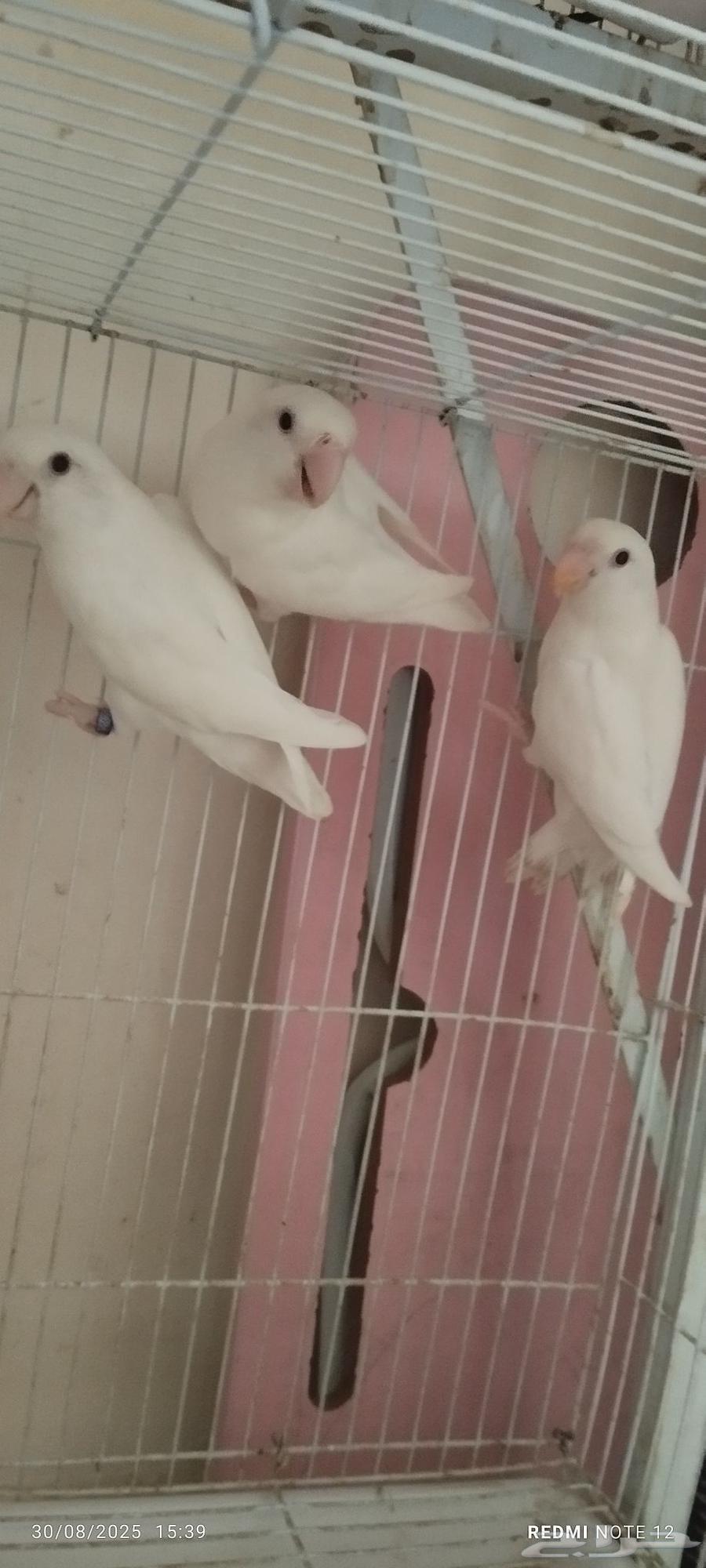 زوج روز ألبينو مع فرخهم64389654164225110