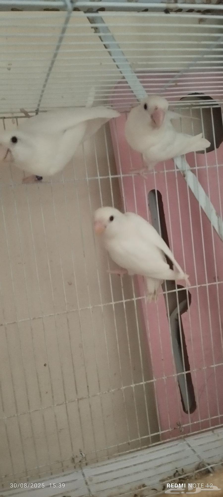 زوج روز ألبينو مع فرخهم64389654164225112