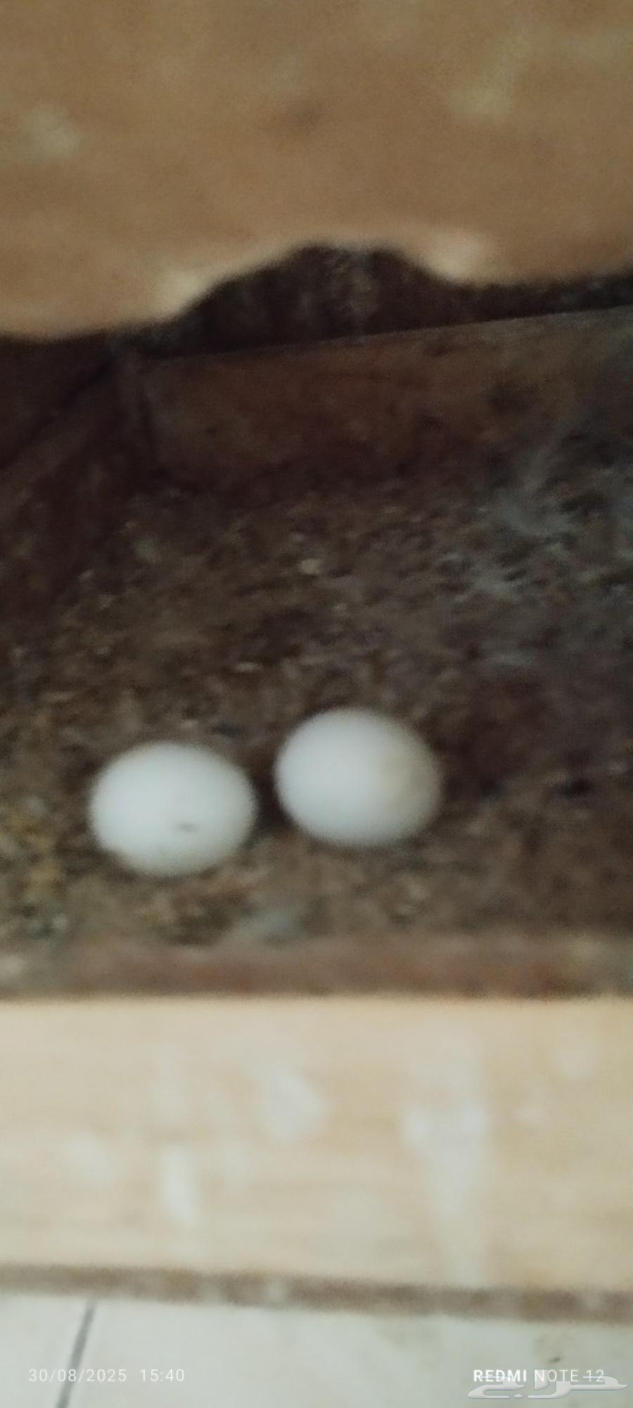 زوج روز ألبينو مع فرخهم64389654164225113