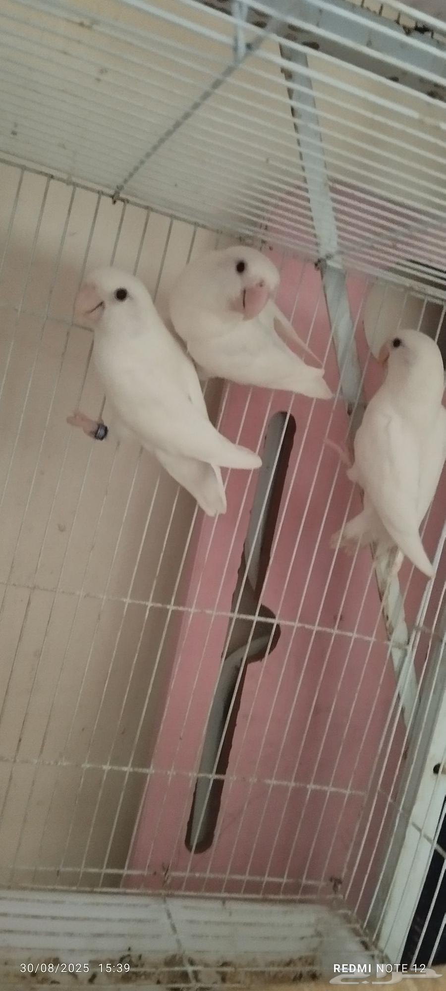 زوج روز ألبينو مع فرخهم64389654164225111