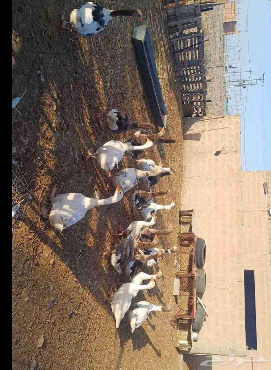 وز بلدي64382059304323110