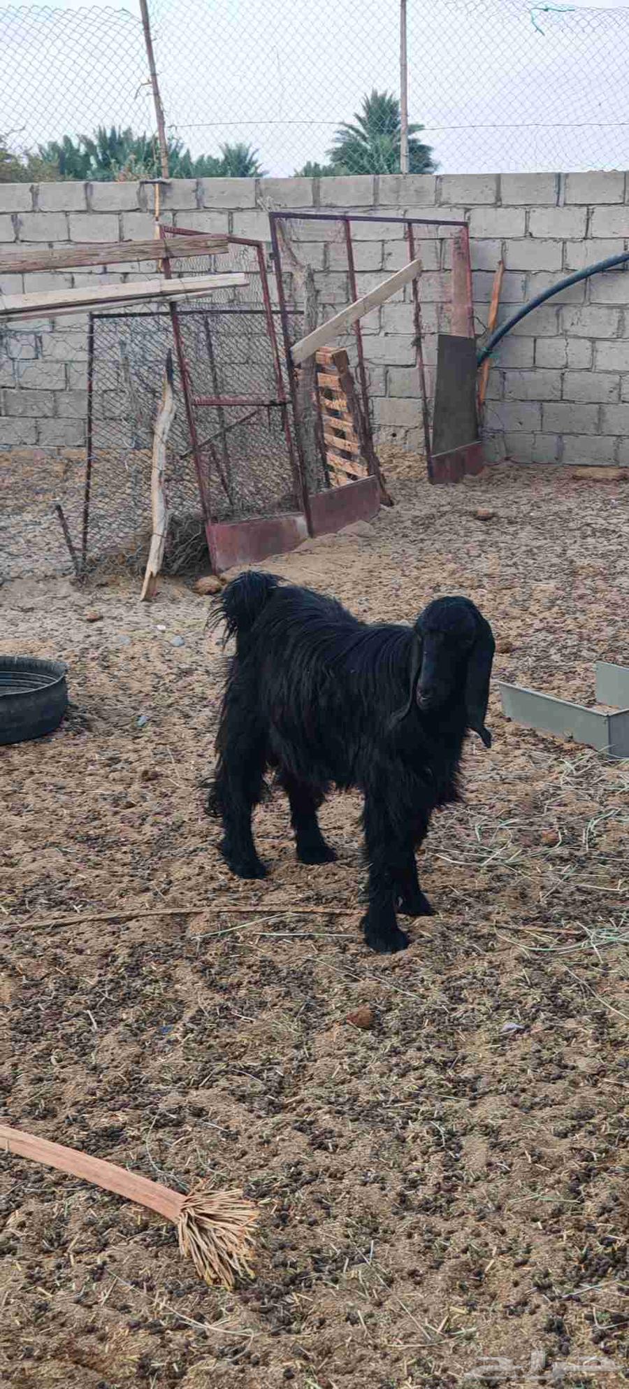 Goats for sale, quantity 2, age 10 months64387885396226110