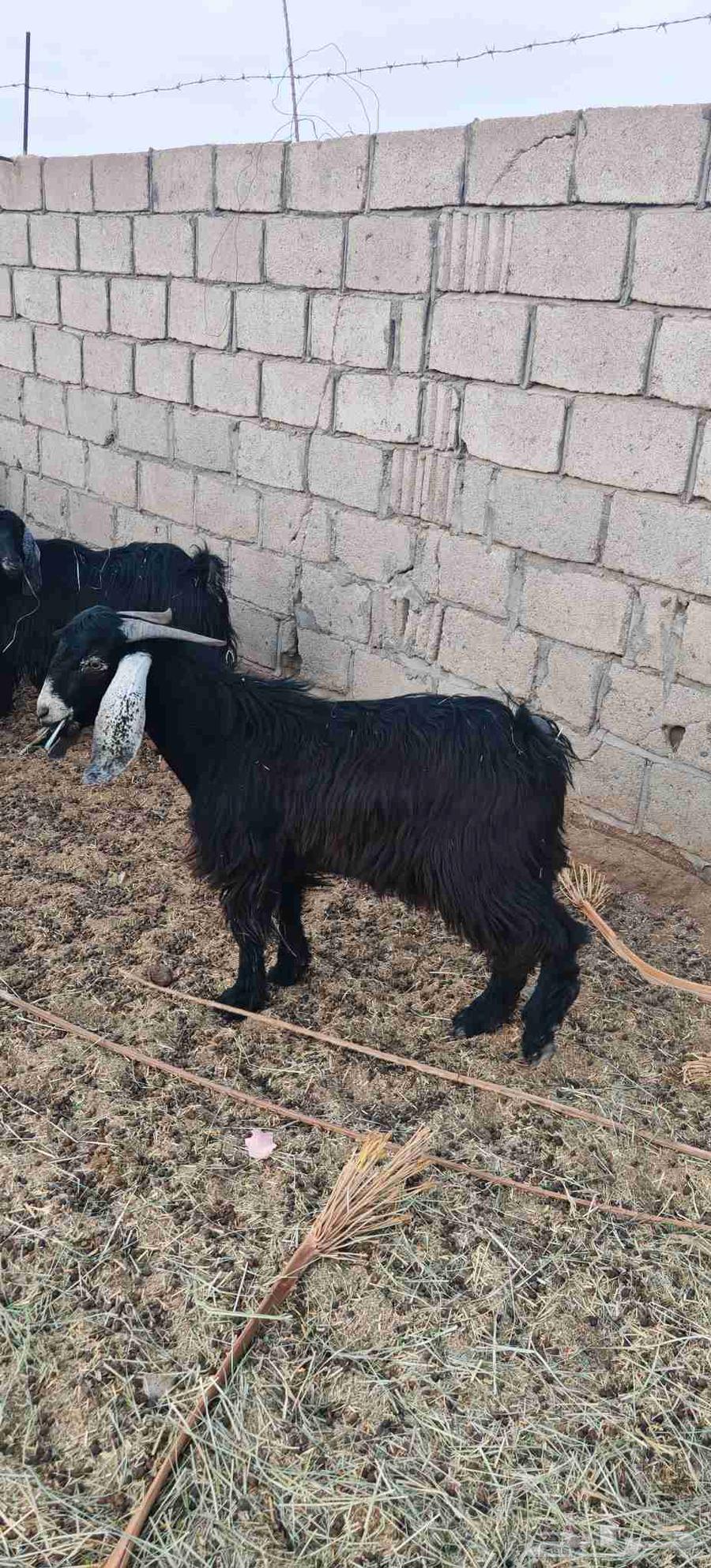Goats for sale, quantity 2, age 10 months64387885396226111