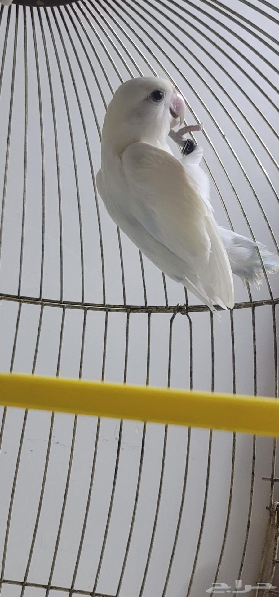 ذكر روز للبيع64384300375041114