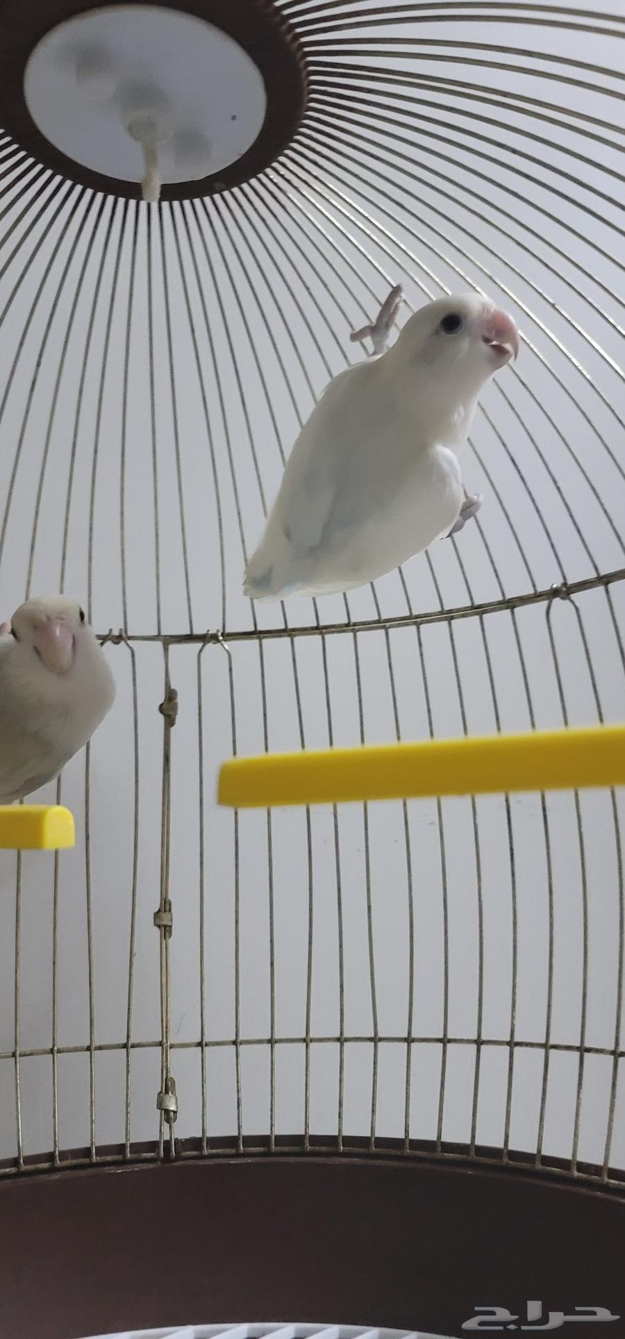 ذكر روز للبيع64384300375041110