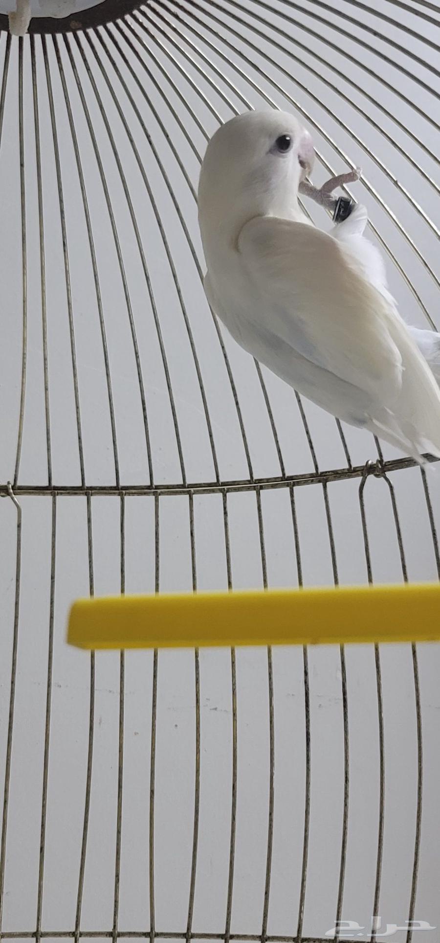 ذكر روز للبيع64384300375041113