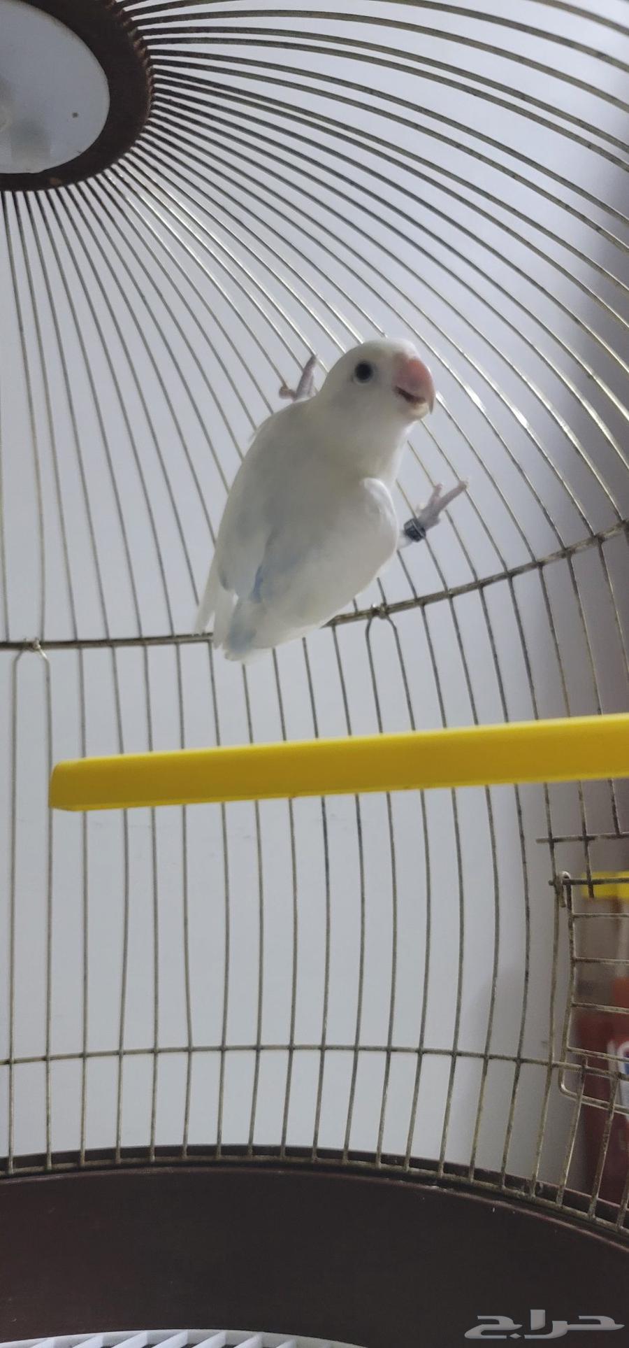 ذكر روز للبيع64384300375041111