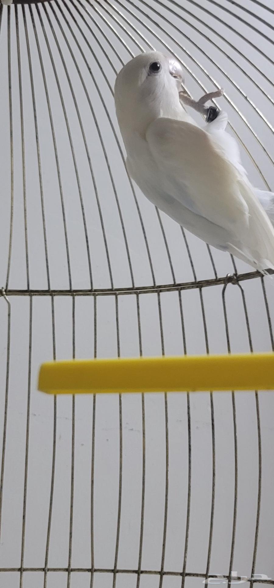 ذكر روز للبيع64384300375041112