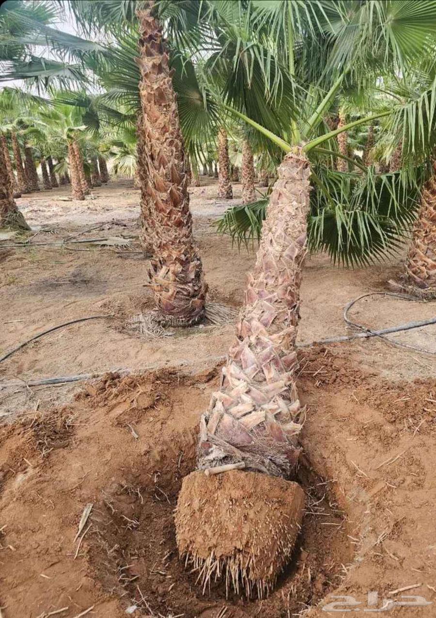 Fruit-bearing date palms for sale: Khalas, Barhi, Hilali, Sukkari, Sagie, Washingtonian date palms, ornamental64382473732739112