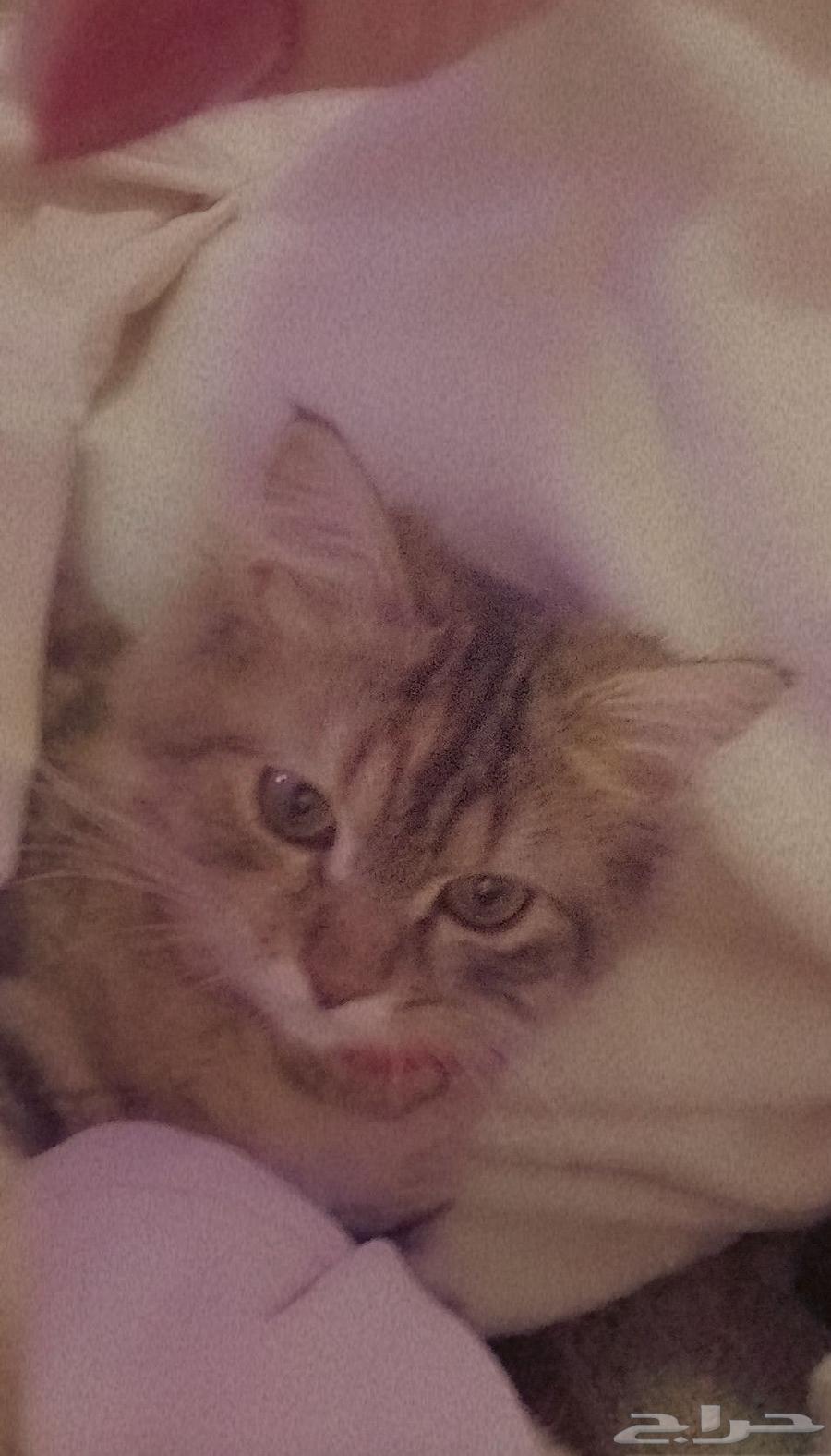 قطه للبيع من نوع شيرازي سكوتش فولد عمرها سنتين64390040666498114