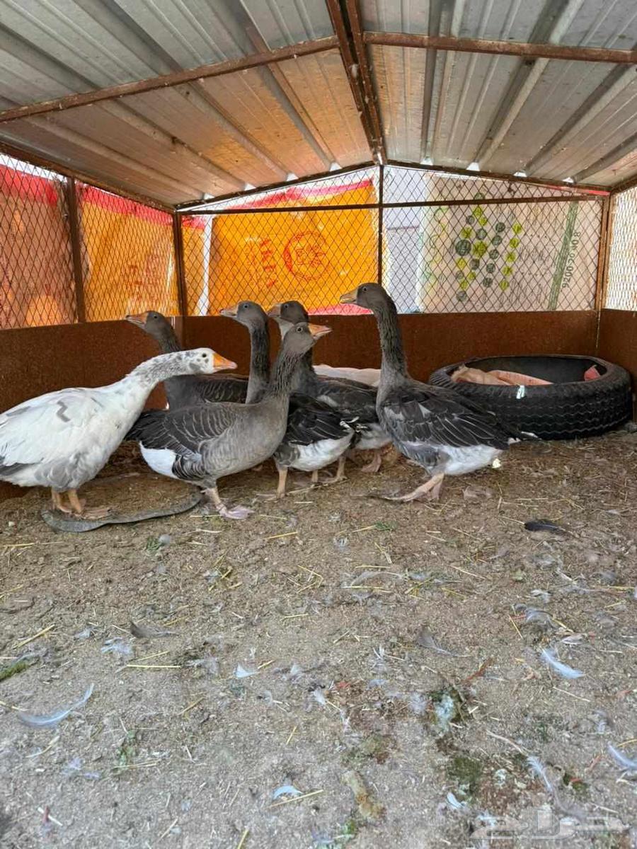 وز للبيع منتج ونظيف جدا64382127957634111