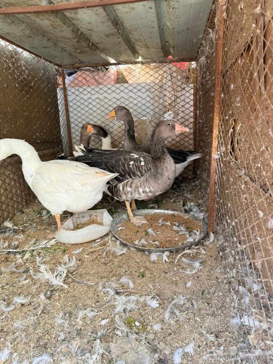 وز للبيع منتج ونظيف جدا64382127957634113