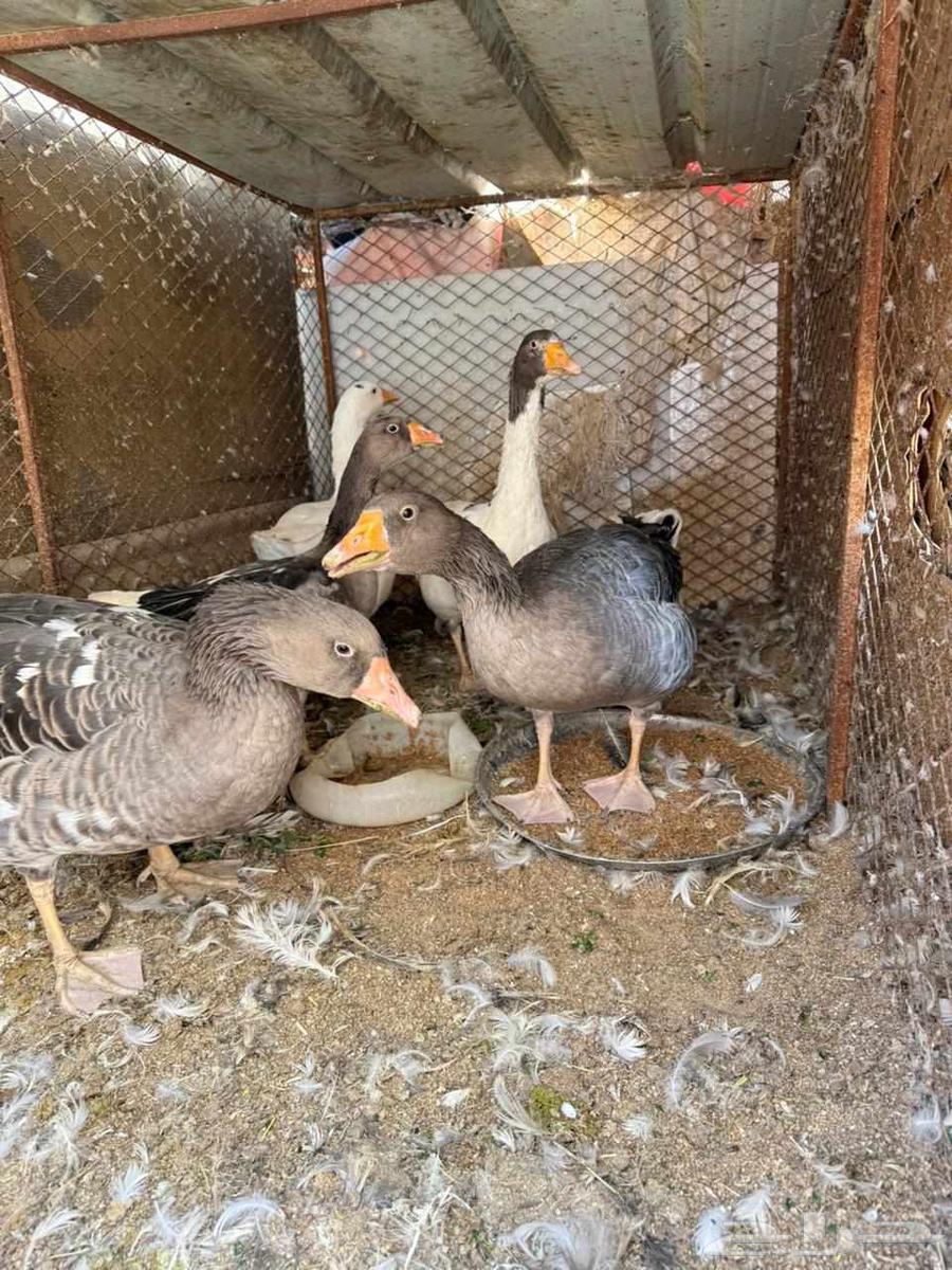 وز للبيع منتج ونظيف جدا64382127957634112