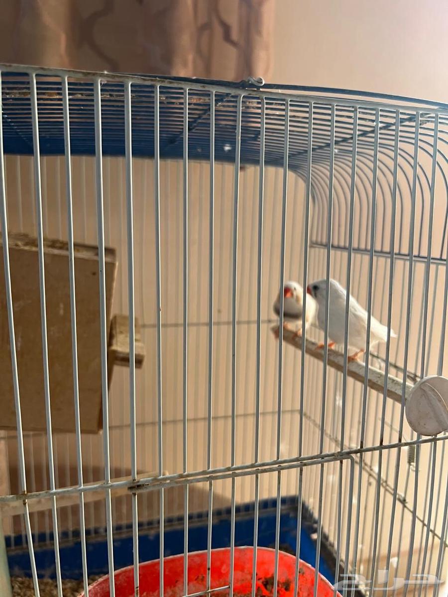 جوز زيبرا أبيض للبيع64382059222529111