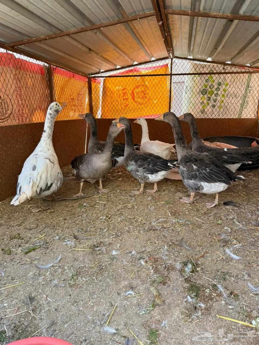 وز للبيع منتج ونظيف جدا64382127957634110