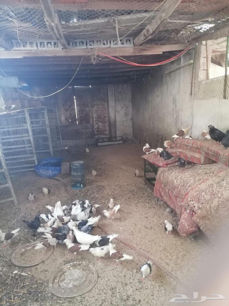 حمام طيور للبيع في الاحساء64390026735233110