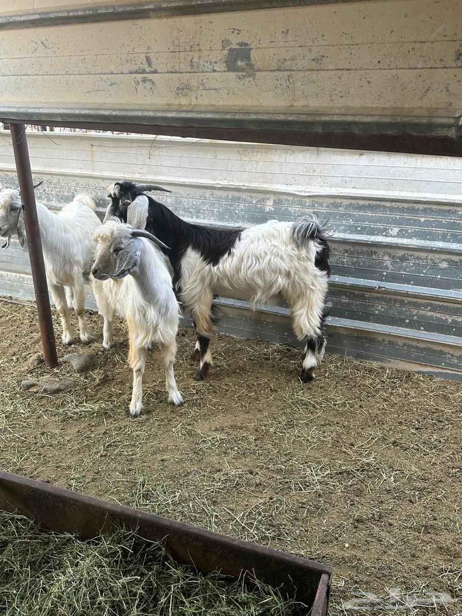 تيوس ثلاثه للبيع سليمه ونظيفه64380107374594110