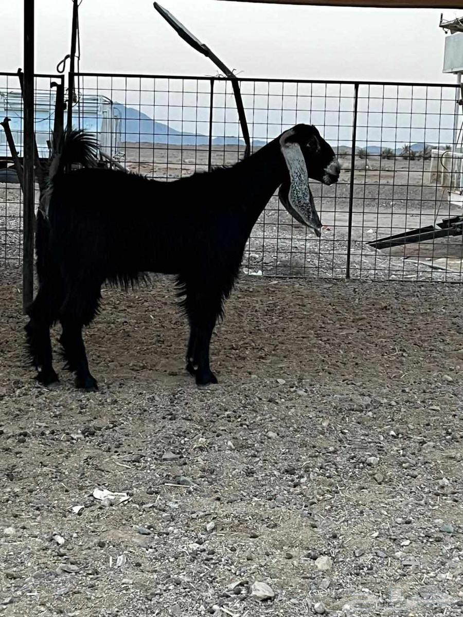 Hello and may the mercy and blessings of God be upon you, selling mare foals from a single stud farm64380374031874112