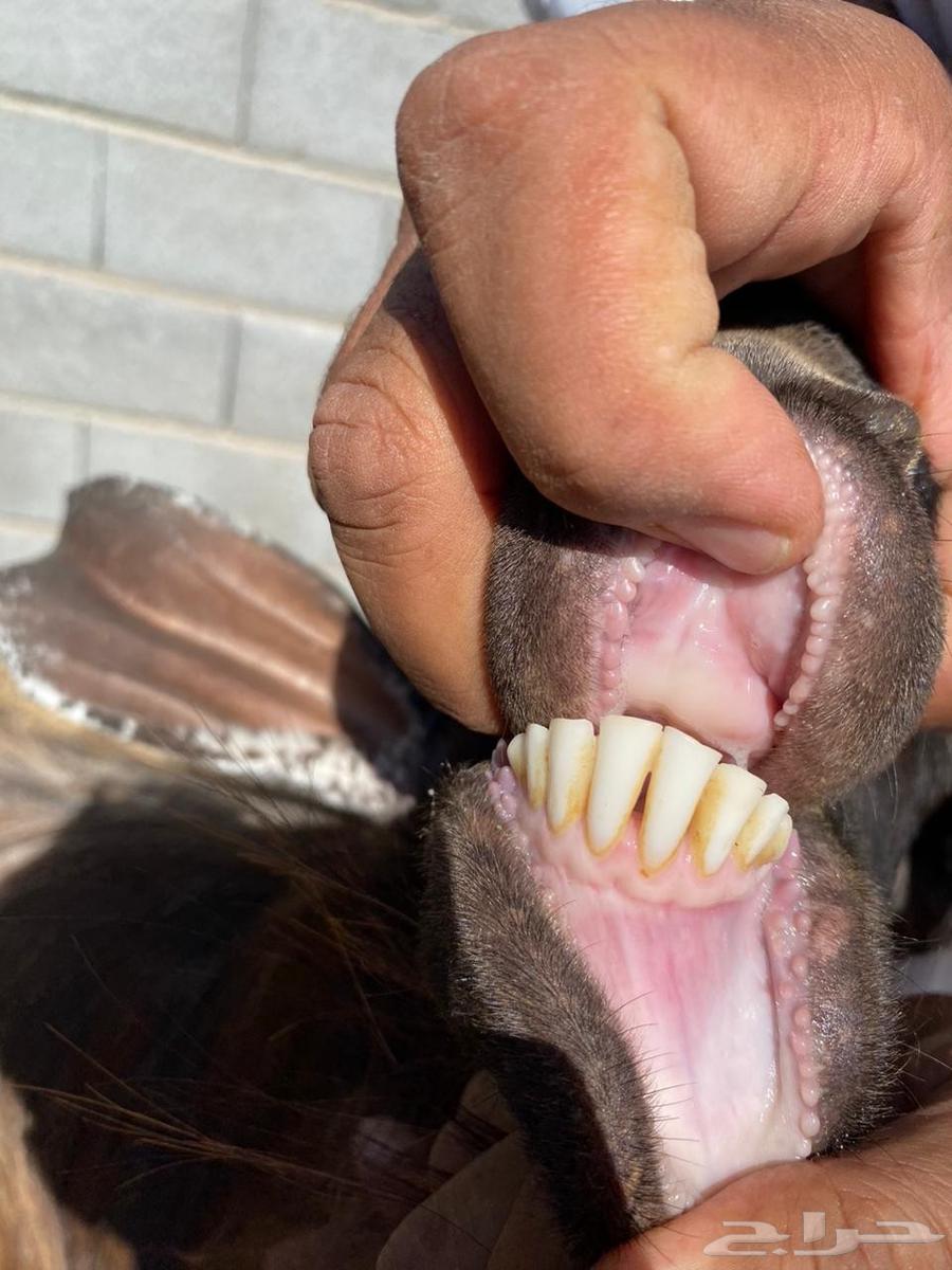 تيس فحل للبيع64385369966850112