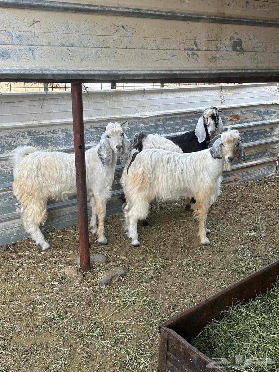 تيوس ثلاثه للبيع سليمه ونظيفه64380107374594114