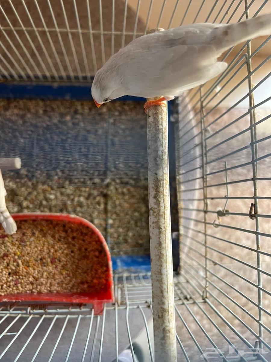 جوز زيبرا أبيض للبيع64382059222529113