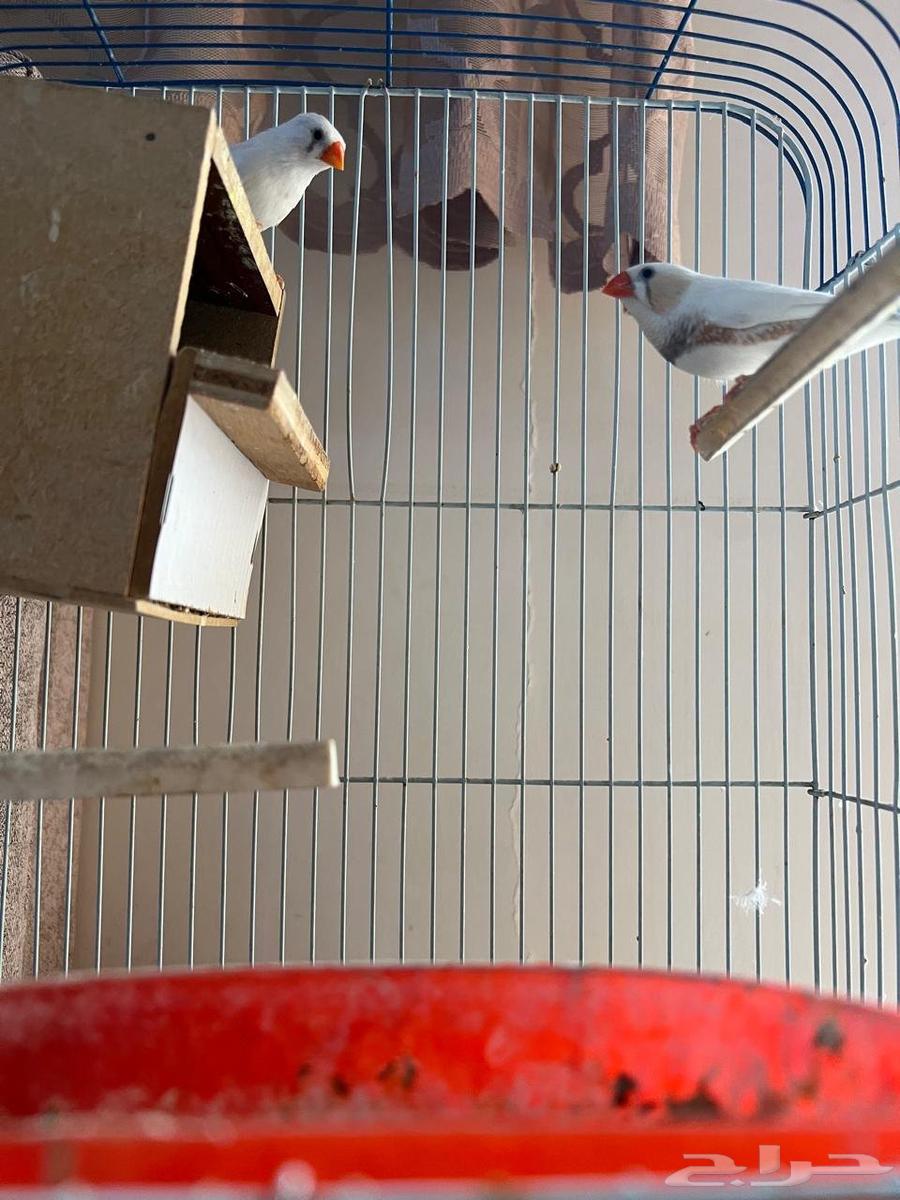 جوز زيبرا أبيض للبيع64382059222529112