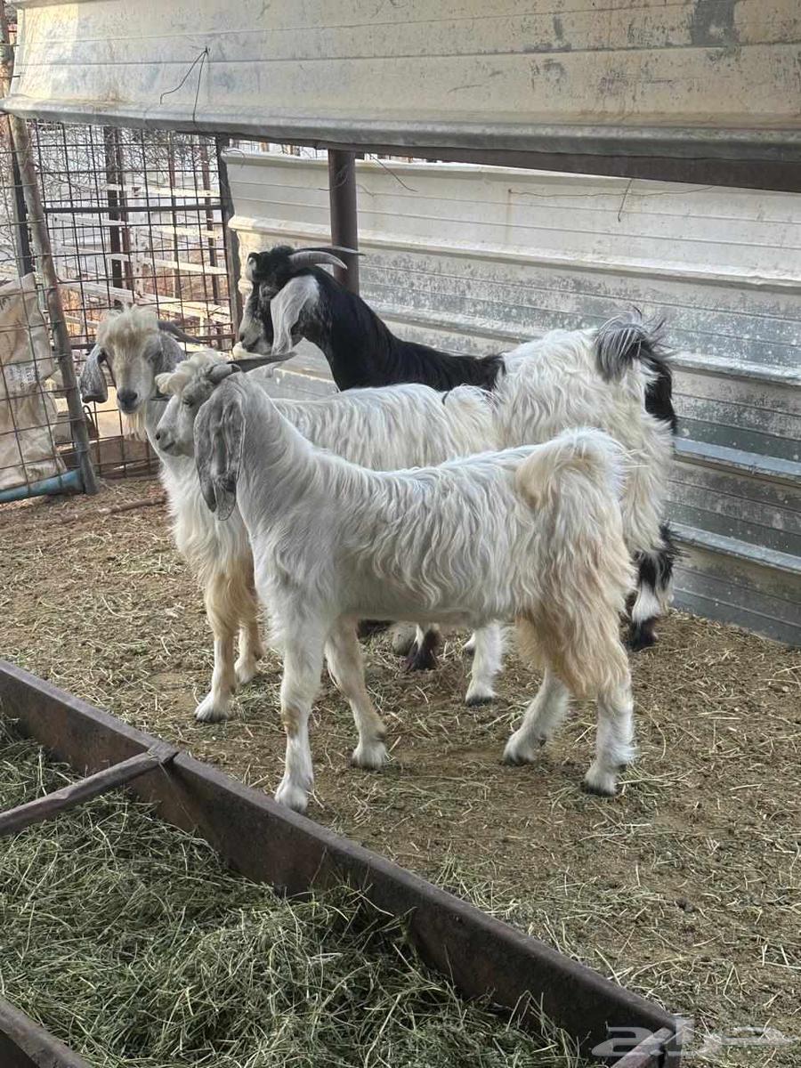 تيوس ثلاثه للبيع سليمه ونظيفه64380107374594112