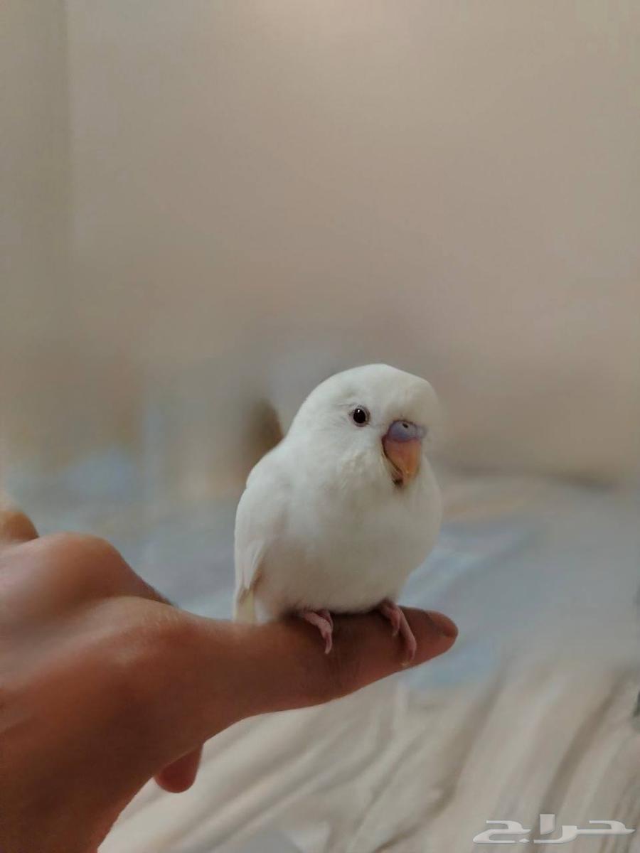 فروخ بادجي اليف للبيع64387201758465111