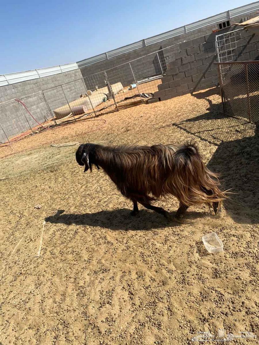 تيس فحل للبيع64385369966850110