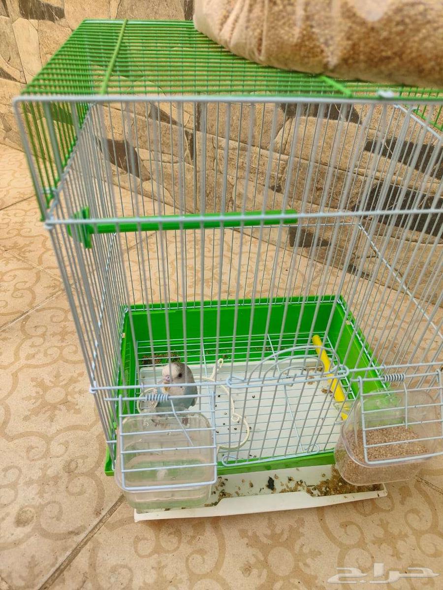 طير باجي للبيع عمر تقريبا اربع شهور64380888411009111