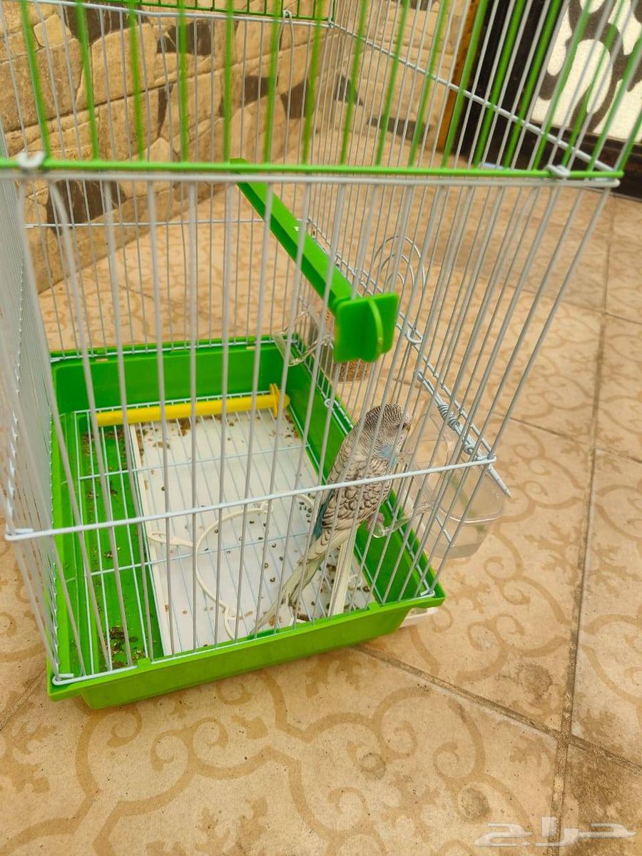 طير باجي للبيع عمر تقريبا اربع شهور64380888411009112