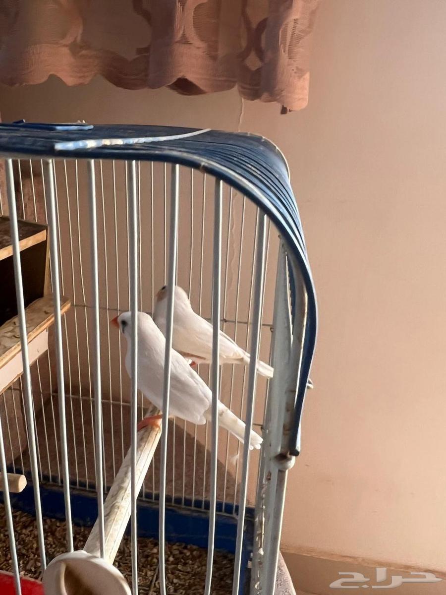 جوز زيبرا أبيض للبيع64382059222529110