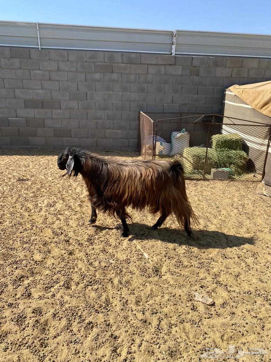 تيس فحل للبيع64385369966850114