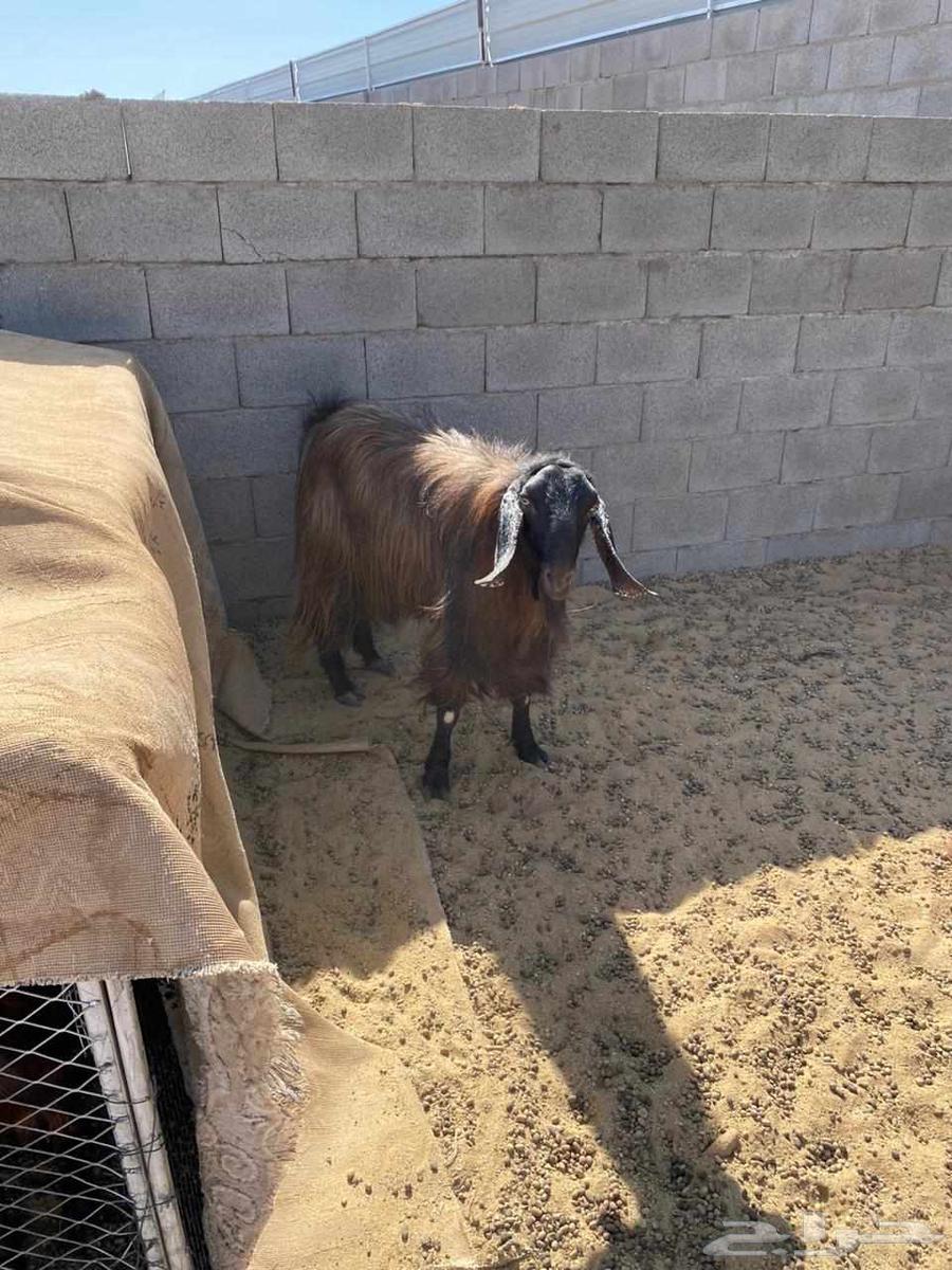 تيس فحل للبيع64385369966850111