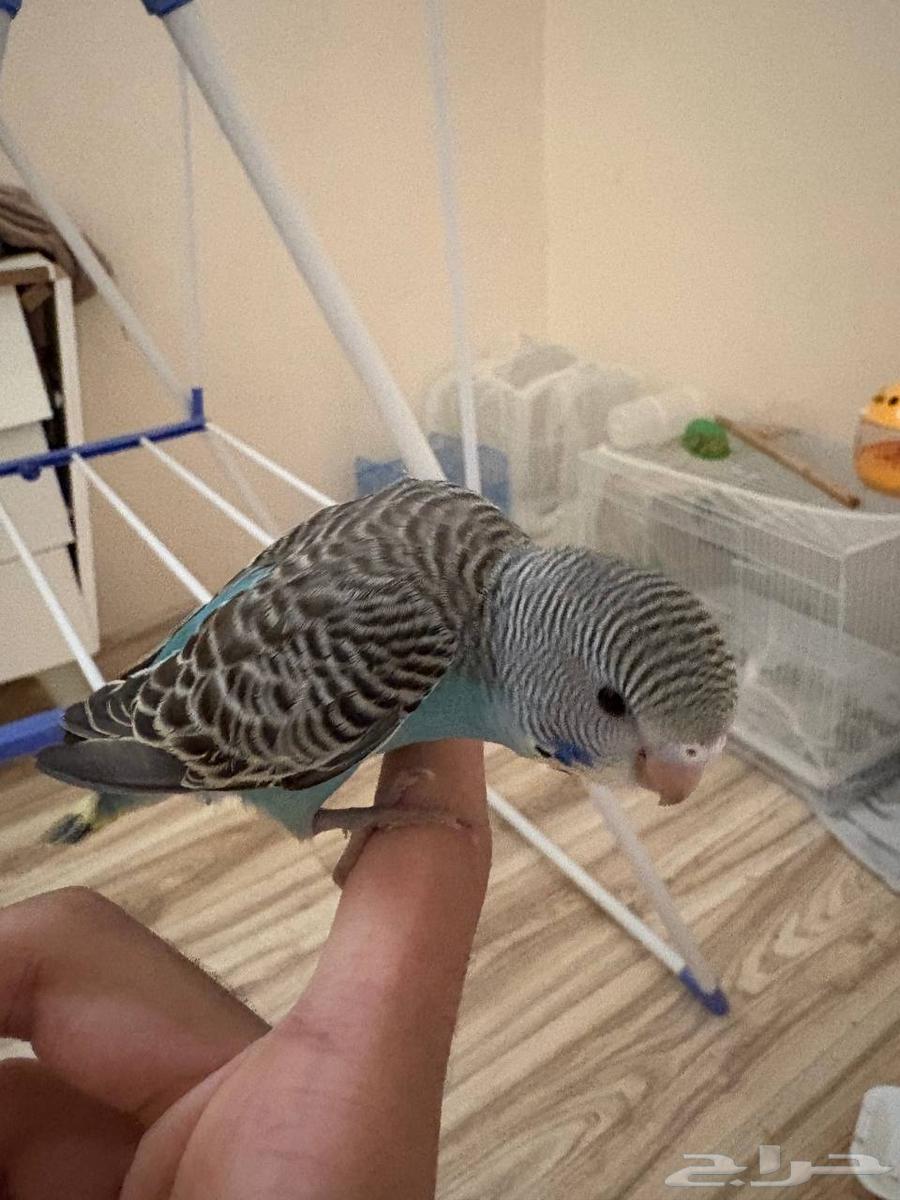 فروخ بادجي اليف للبيع64387201758465112