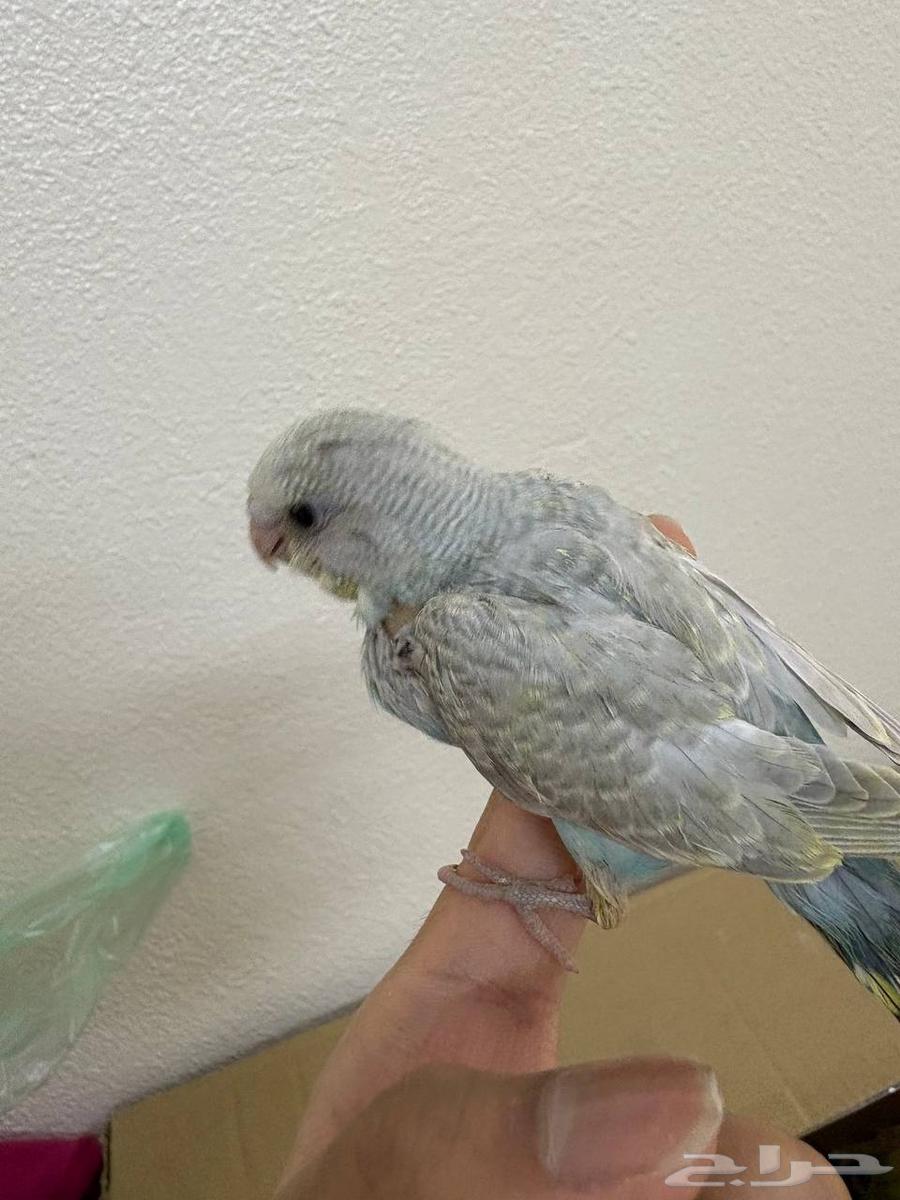 فروخ بادجي اليف للبيع64387201758465113