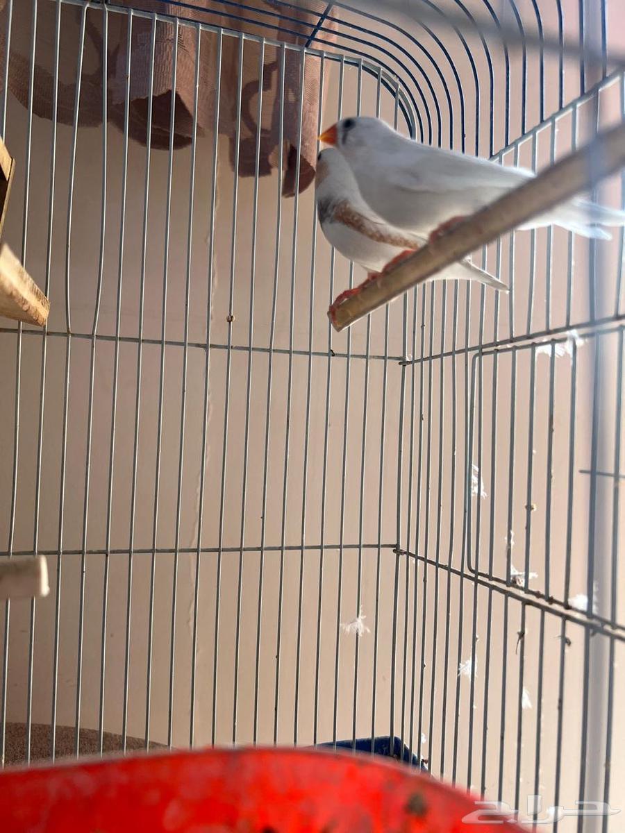 جوز زيبرا أبيض للبيع64382059222529114