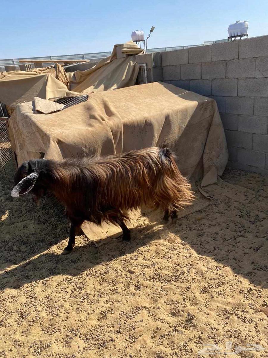 تيس فحل للبيع64385369966850113