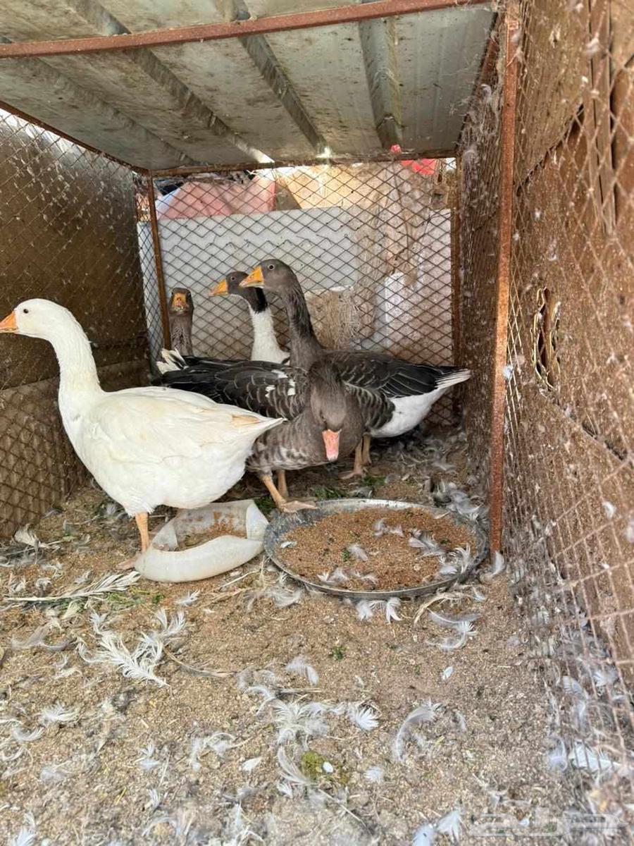 وز للبيع منتج ونظيف جدا64382127957634114