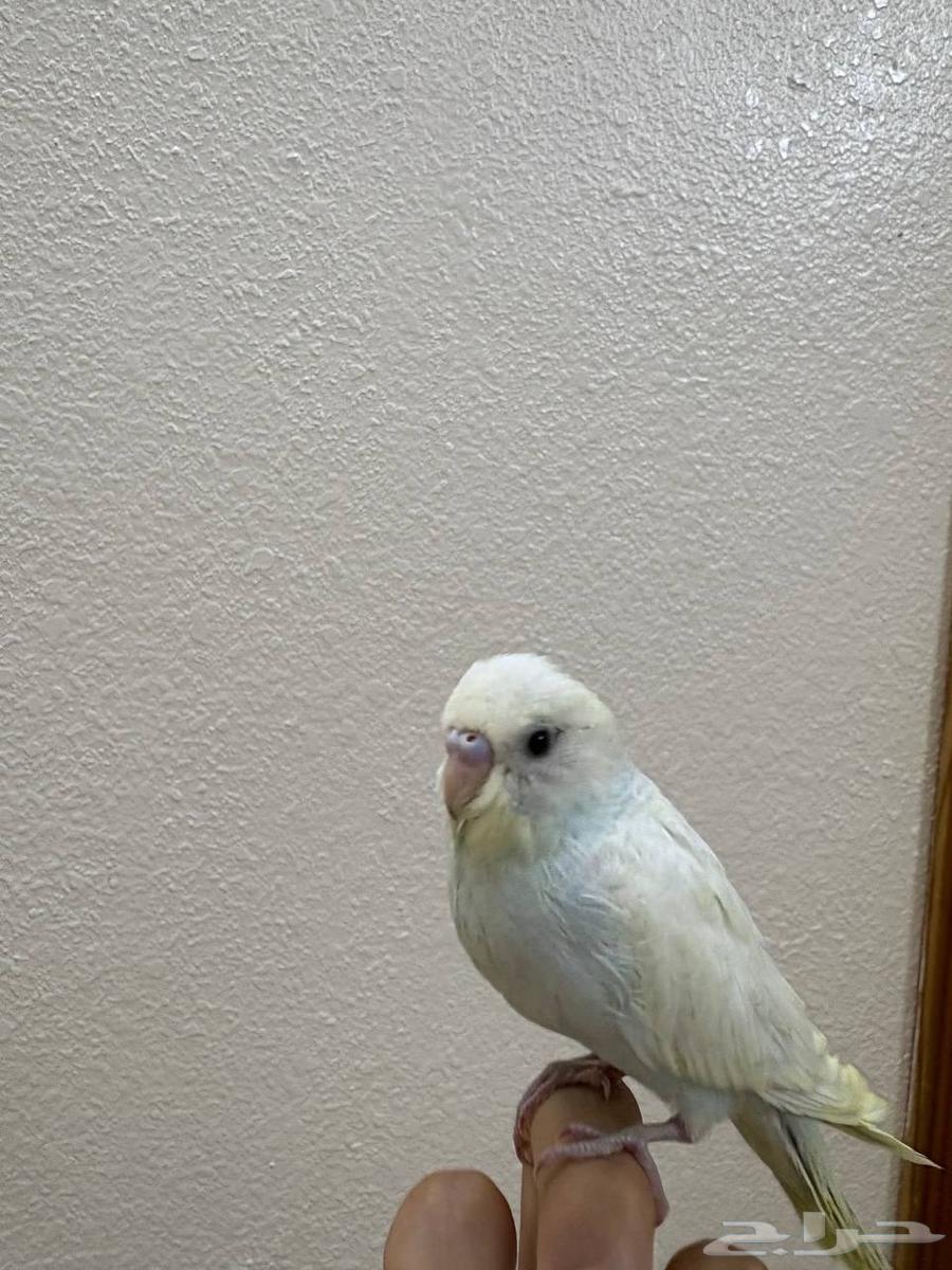 فروخ بادجي اليف للبيع64387201758465114