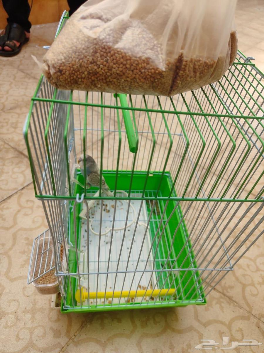 طير باجي للبيع عمر تقريبا اربع شهور64380888411009110