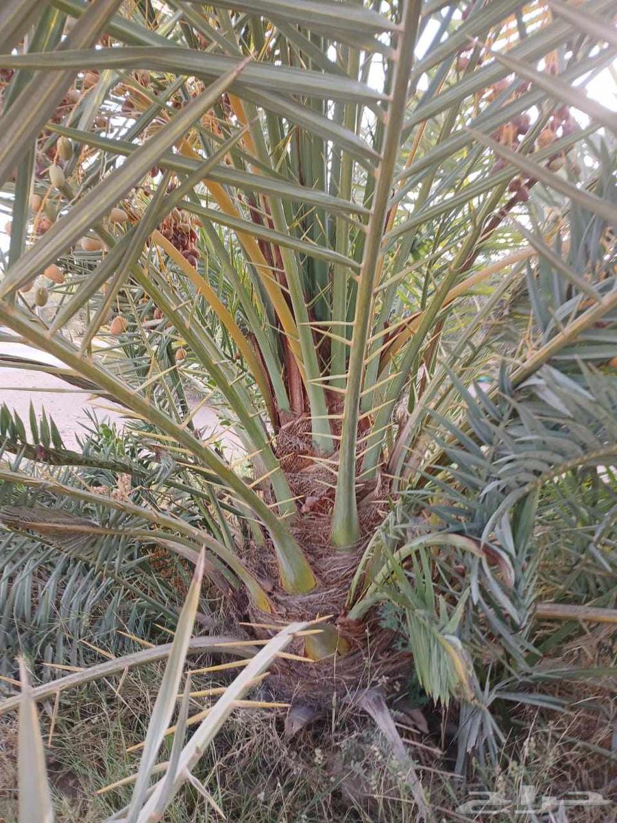 Fruit-bearing palm trees for sale, Khalas, Barhi, Hilali, Ruthana, Sukkari, Mjedool, Shishi64386291006978111